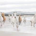 Painel fotográfico com cavalos branco correndo