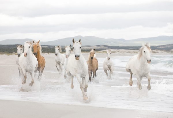 Painel fotográfico com cavalos branco correndo
