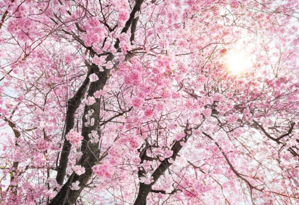 Painel fotográfico com flor de cerejeira