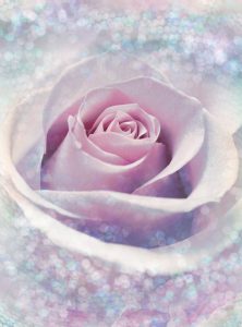 Painel Fotográfico Rosa Delicate Rose Ref. XXL2-020