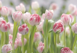 Painel Fotográfico Jardim Secreto das Tulipas Rosas Ref. 8-708