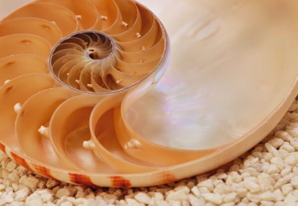 Painel Fotográfico Concha Nautilus - 1-601