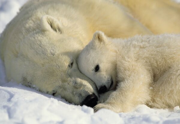 Painel Fotográfico Urso Polar - 1-605