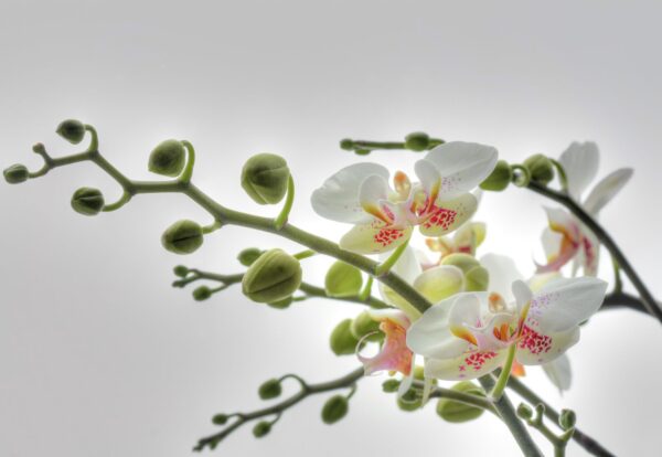 Painel Fotográfico Orquídea - 1-608