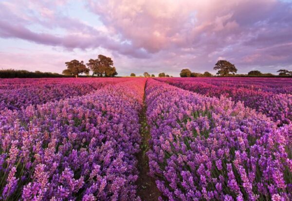 Painel Fotográfico Lavanda - 1-615