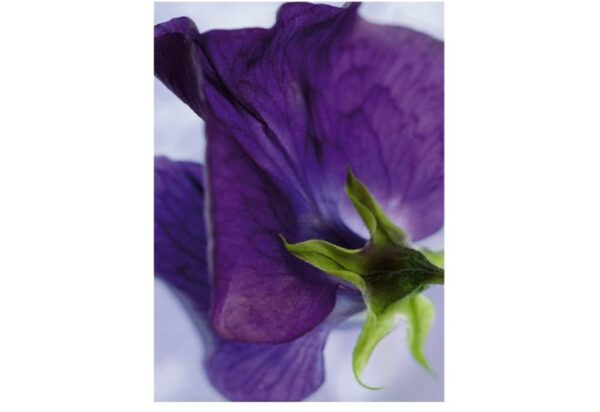 Painel Fotográfico Violeta - 4-711