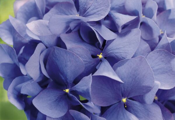 Painel Fotográfico Hortensia - 8-704