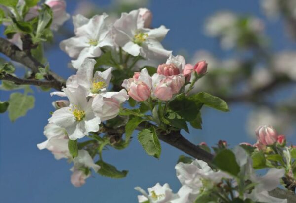 Painel Fotográfico Primavera - 8-735